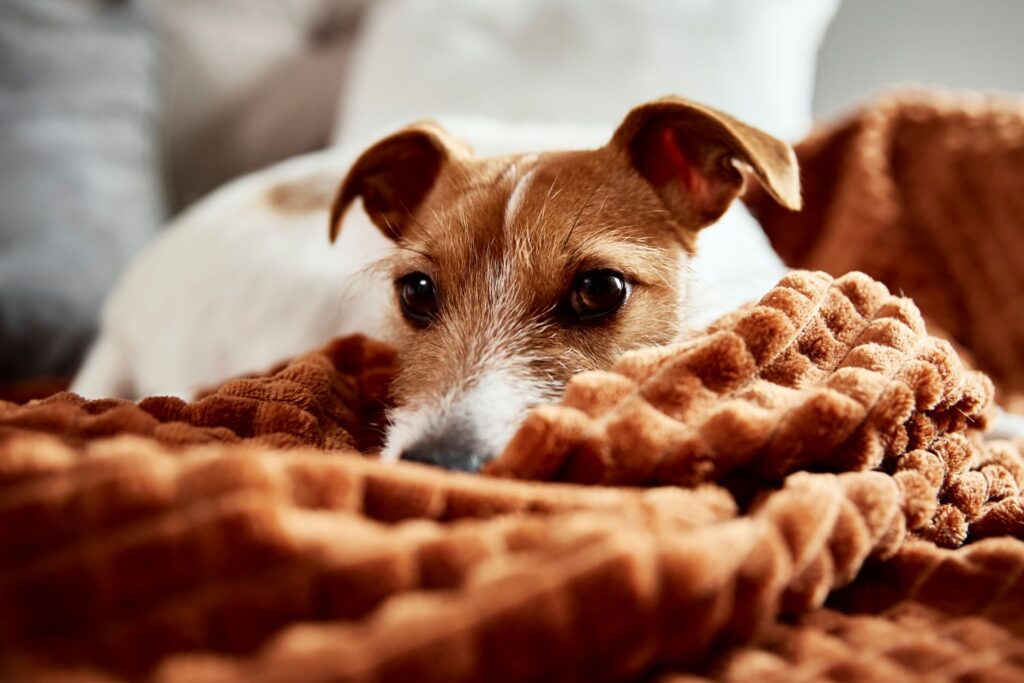 dog-lazing-on-couch-2023-11-27-05-31-06-utc-1024x683.jpg