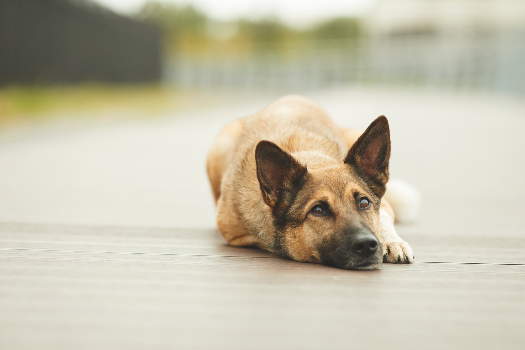 dog-resting-outdoors.jpg